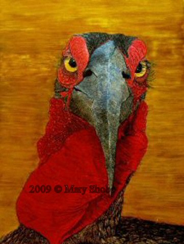 African Hornbill