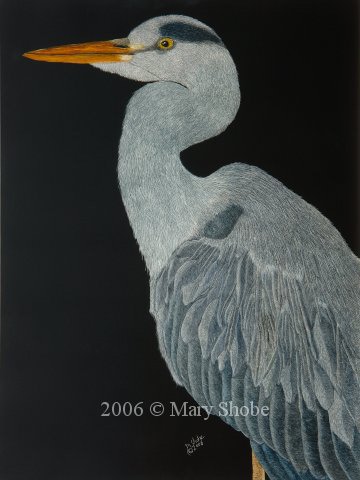Blue Herron