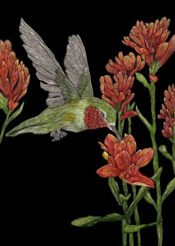 Hummingbird Delight