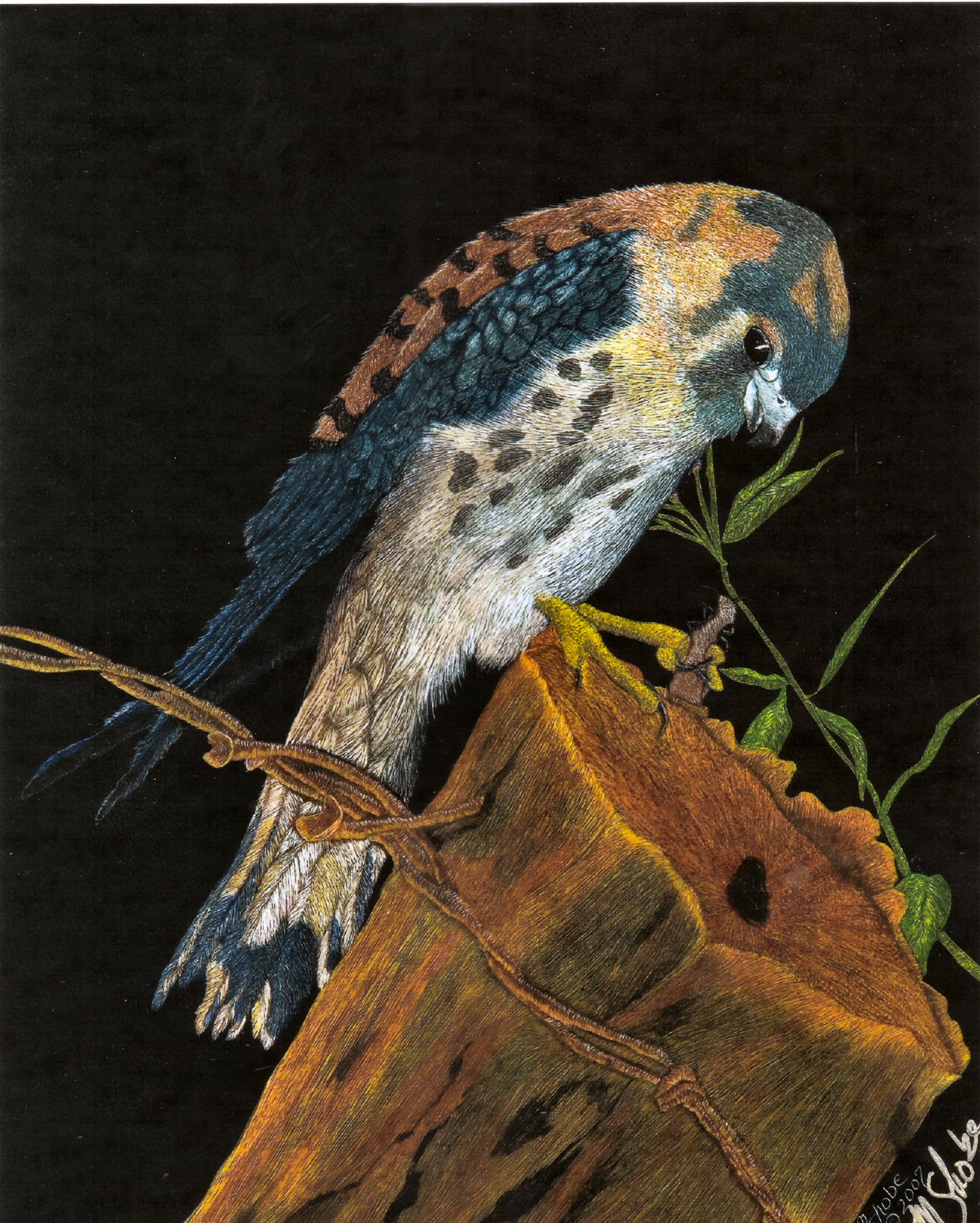 American Kestral
