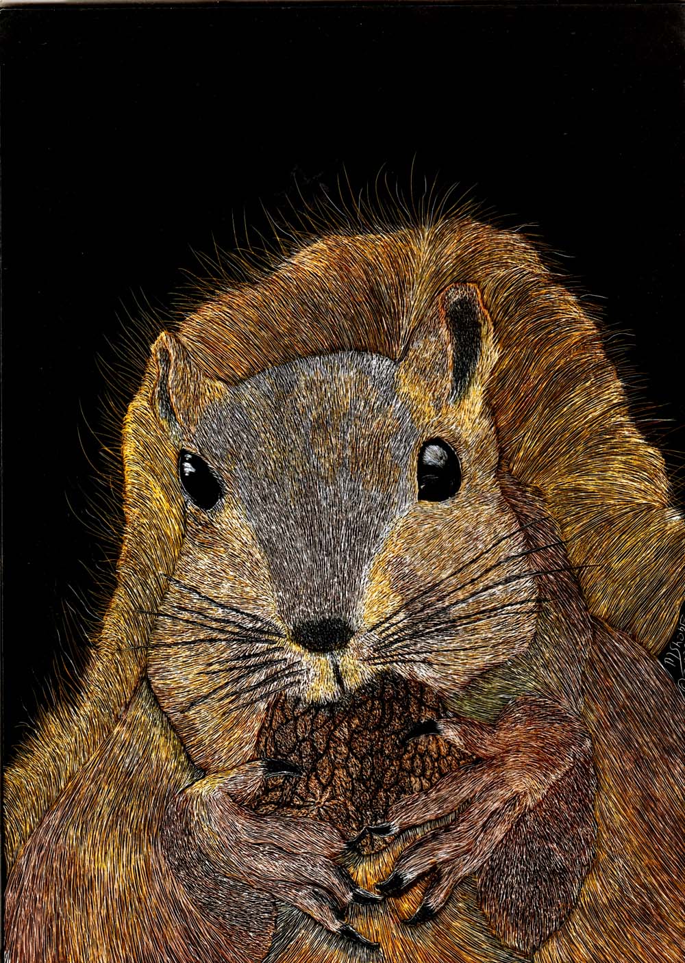 Squirrel