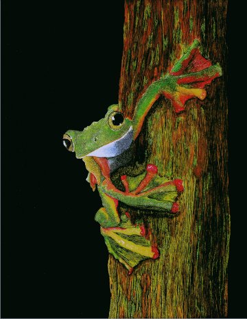 Tree Frog