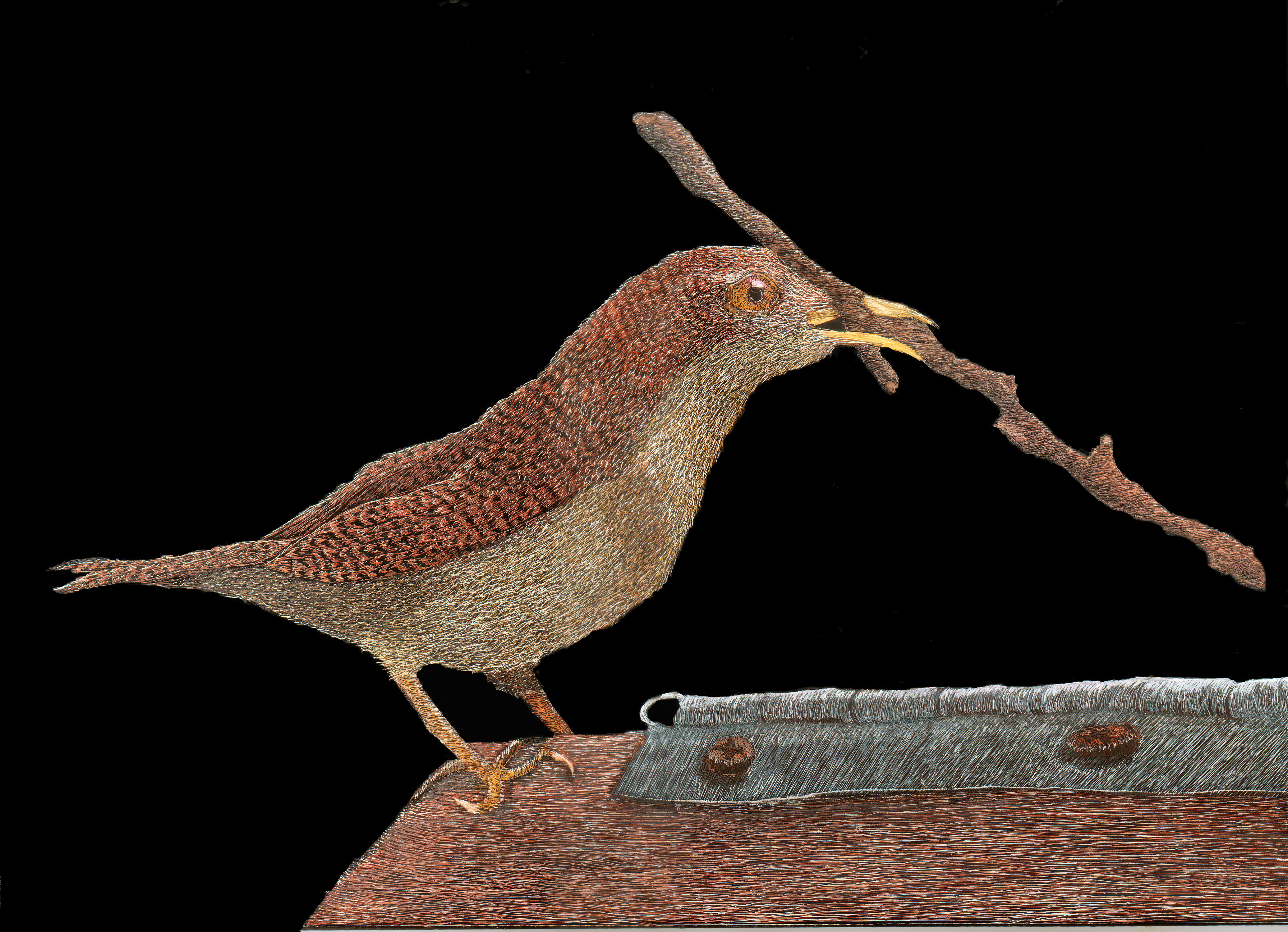 Wren